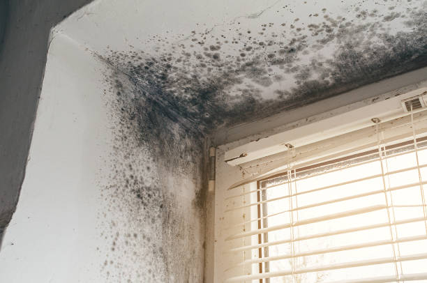 Affordable Black Mold Remediation solutions in Jordan, MN